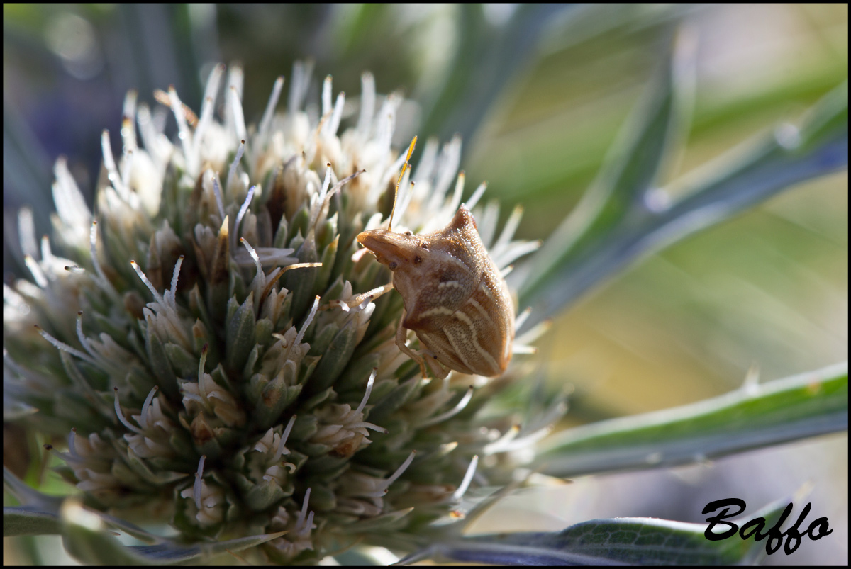 Pentatomidae: Ancyrosoma leucogrammes del Friuli